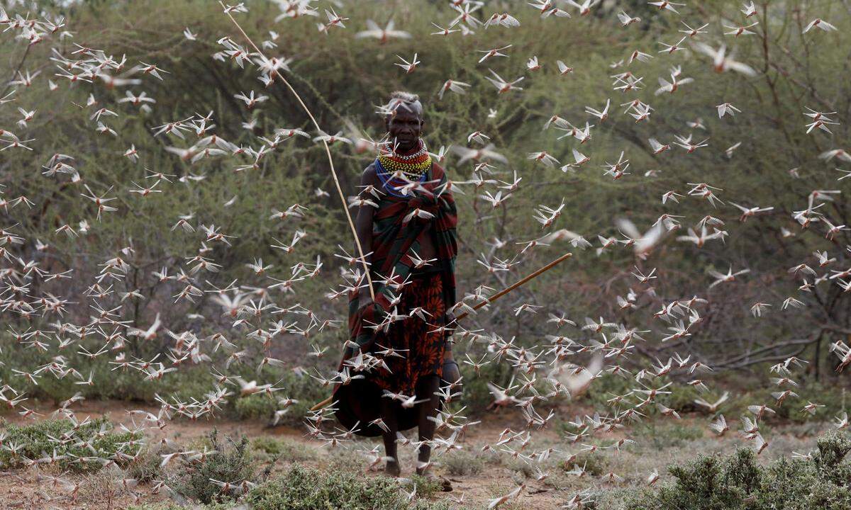 2. Juli. Eine Frau aus dem Stamm der Turkana geht durch einen Schwarm Heuschrecken nahe des Dorfes Lorengippi in Kenia. Die Insektenplage fraß große Teile der Ernte und sorgte für Lebensmittelknappheit in mehreren Ländern Ostafrikas.