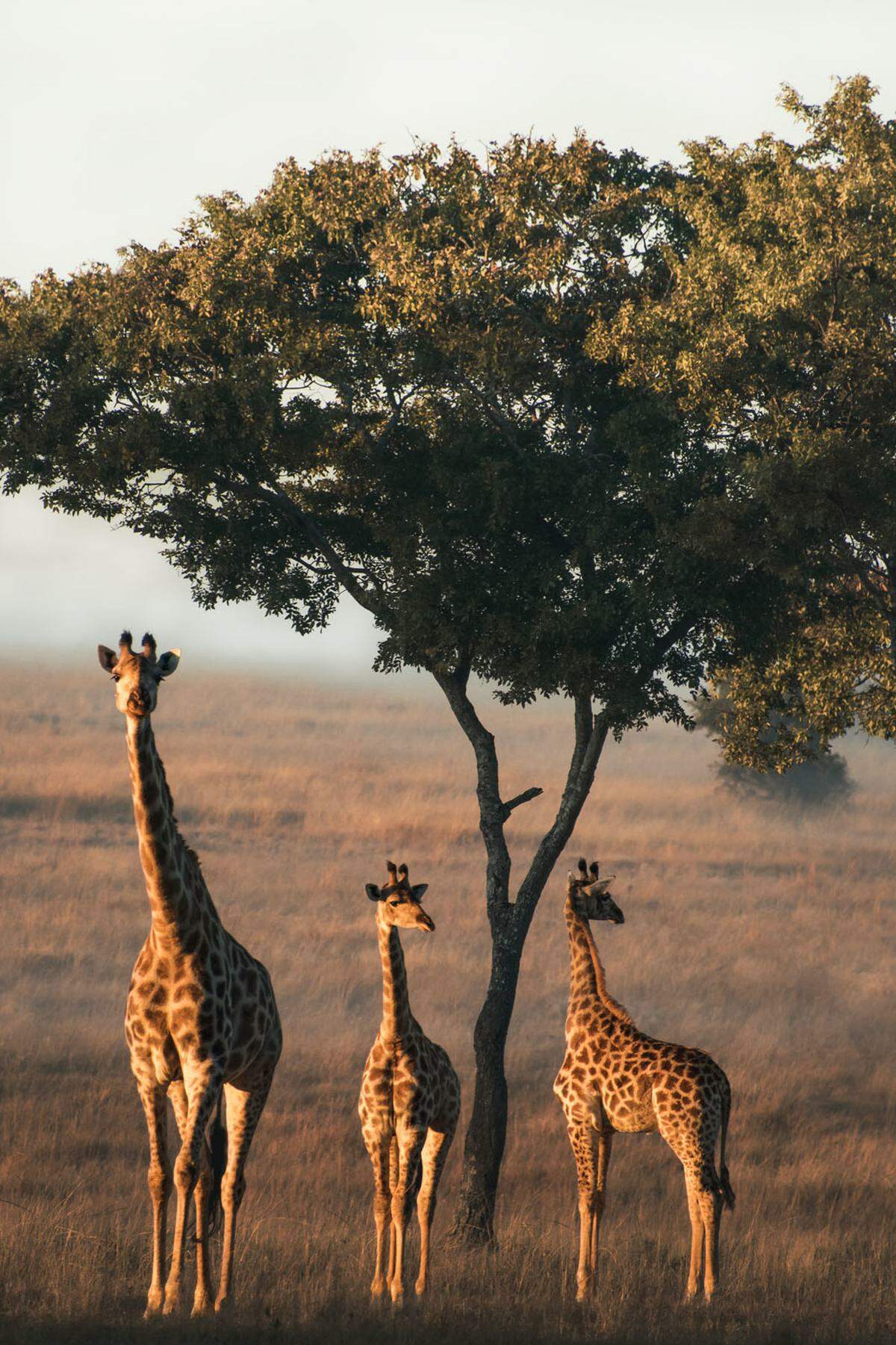 Das Fotografieren von Wildtieren könne eine Herausforderung sein, schreibt ein Teilnehmer aus England. "Die Unvorhersehbarkeit von Tieren macht es sowohl unglaublich frustrierend als auch äußerst reizvoll." Oft sehe er etwas Spektakuläres, aber beim Griff zur Kamera ist es wieder weg. "Zum Glück waren diese Giraffen so freundlich, lange genug stillzustehen, sodass ich diesen schönen Moment festhalten konnte."