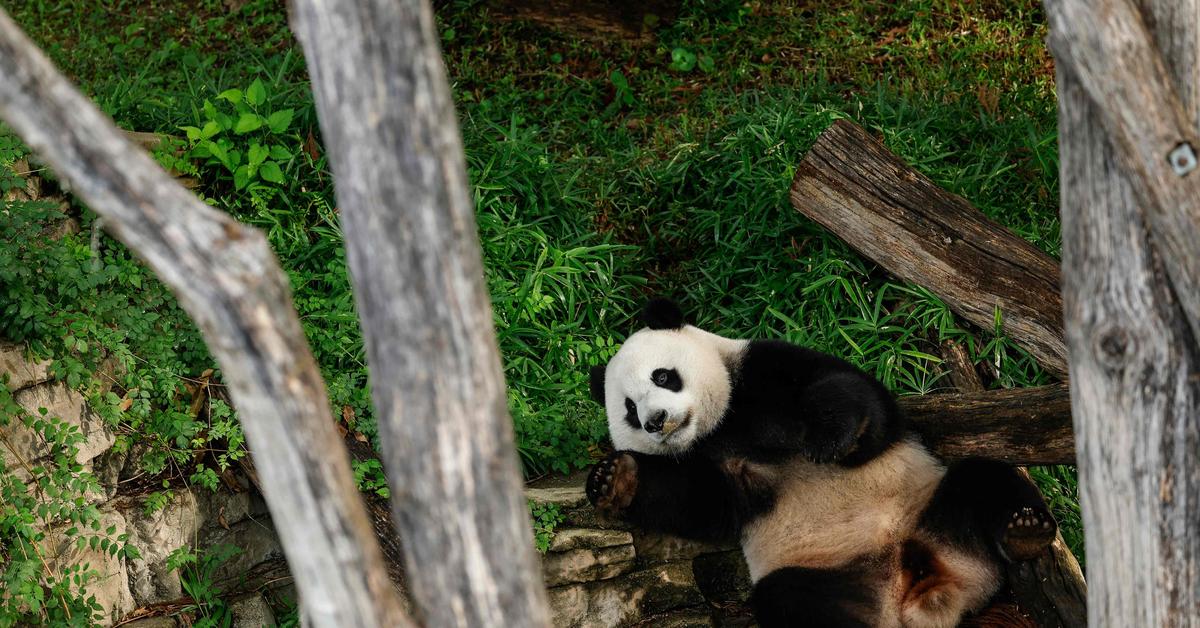 China is sending pandas back to the US