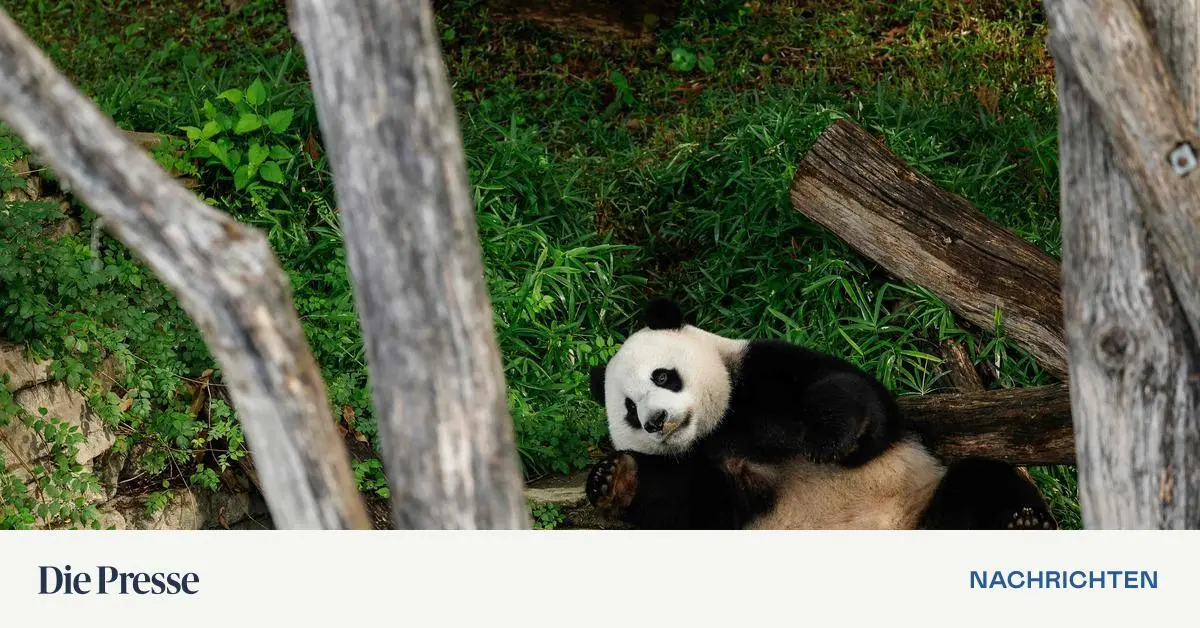 China is sending pandas back to the US