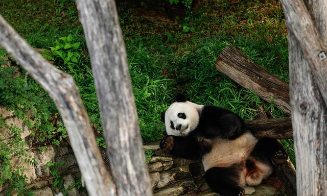 Der dreijährige Xiao Qi Ji lebte im November noch im Nationalzoo in Washington. Aufgrund der Krise zwischen USA und China wurde er im November wieder in seine Heimat zurückgeschickt.