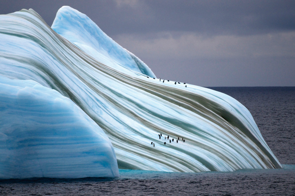 Kippelig. Pinguine flüchten vor Seeleoparden und Orcas auch auf Eisberge – auch wenn die jeden Augenblick kippen können.