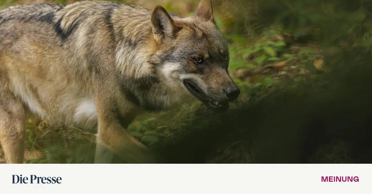 Man-muss-nicht-schie-en-um-W-lfe-scheu-zu-halten-premium-