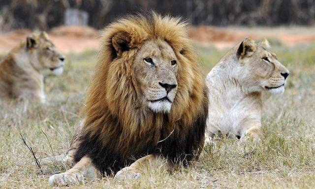 Ein Bild aus einem Löwenpark bei der südafrikanischen Stadt Pretoria.