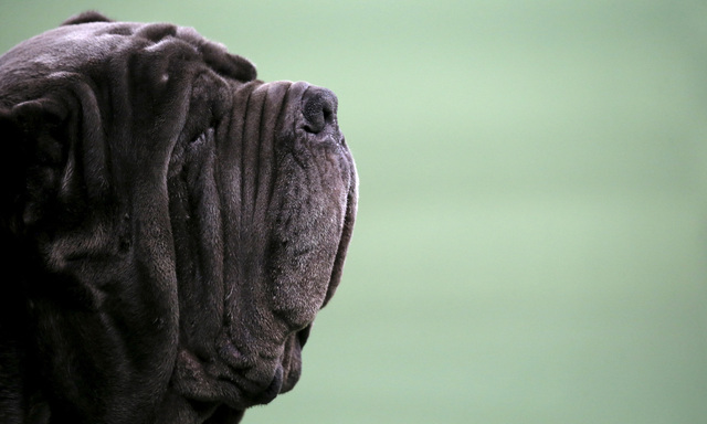 Cave canem! Nicht immer ist der Halter für sein Tier (am Bild ein Mastino Napoletano, er gilt als Nachfahre der römischen Kriegshunde) verantwortlich.