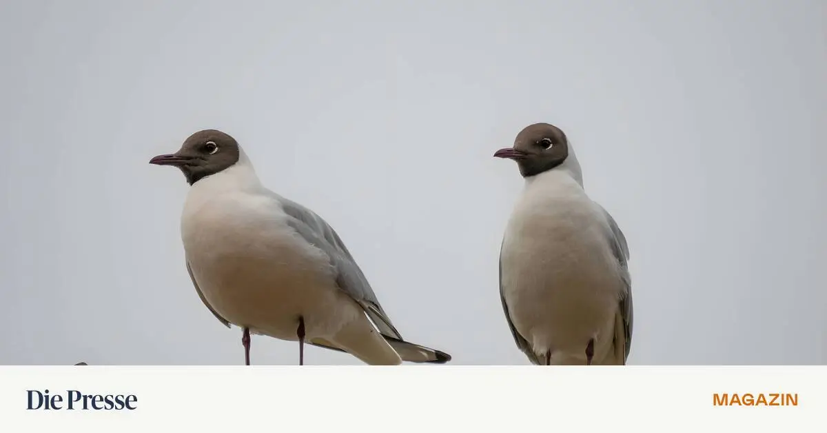 Das-Spectrum-R-tsel-Laues-Ale-brachte-sie-nicht-runter-premium-