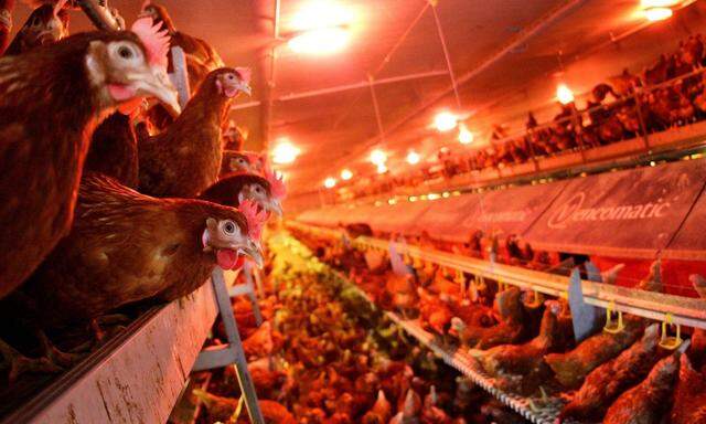 H5N8 in Tschechien: 130.000 Hühner und 6000 Puten mussten getötet werden