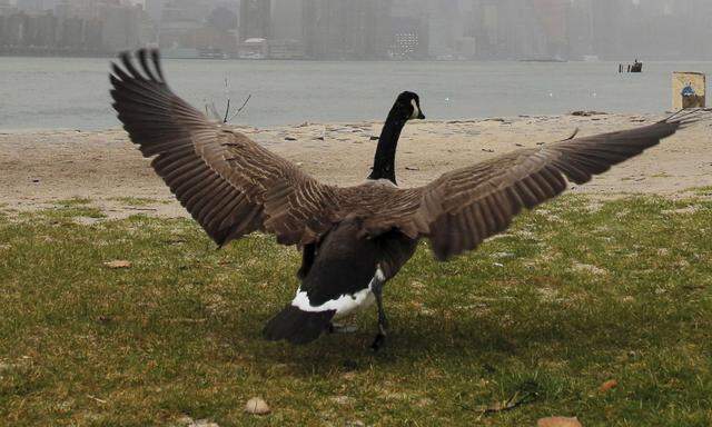 A goose spreads its wings to take off at a park near the East River during a rain shower in the Brooklyn borough of New York