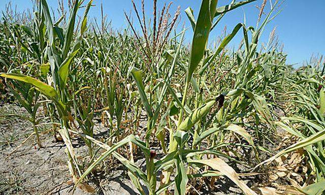 Im Burgenland droht ein Totalausfall der Maisernte