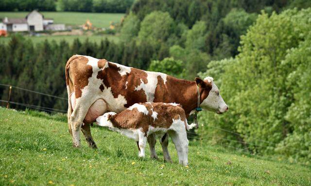 Österreichs Kühe produzieren Milch und Fleisch in einem - was sie in der Klimabilanz besonders effizient macht. 