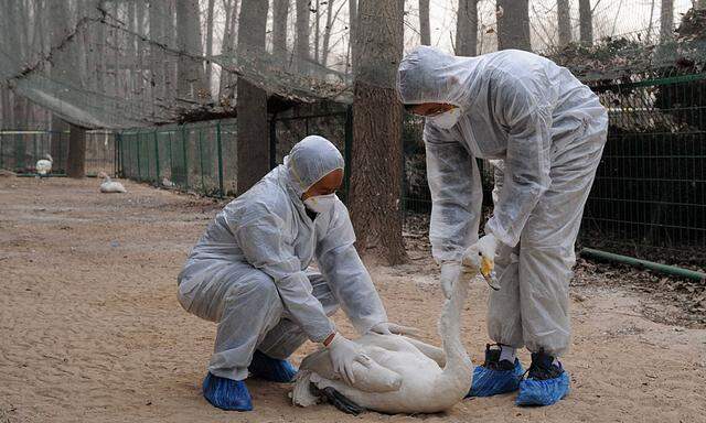 150117 ZHENGZHOU Jan 17 2015 Wild animal protectors exam a swan in the Sanmenxia Reservoi