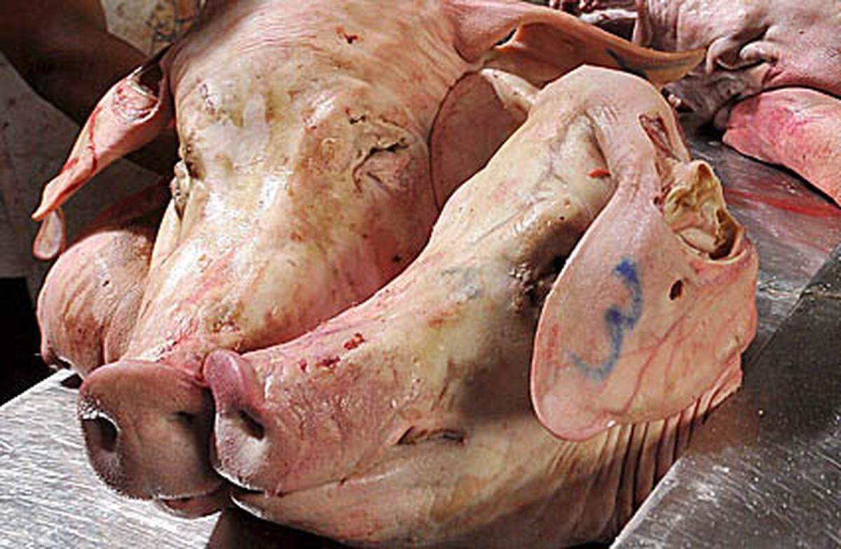 Am liebsten mögen wir in Österreich Schwein. 58 Kilo des Allesfressers konsumieren wir als Wurst, Schnitzel, Schweinsbraten oder in anderer Form. Produziert wird ziemlich genau soviel, wie durch die Bäuche marschiert.