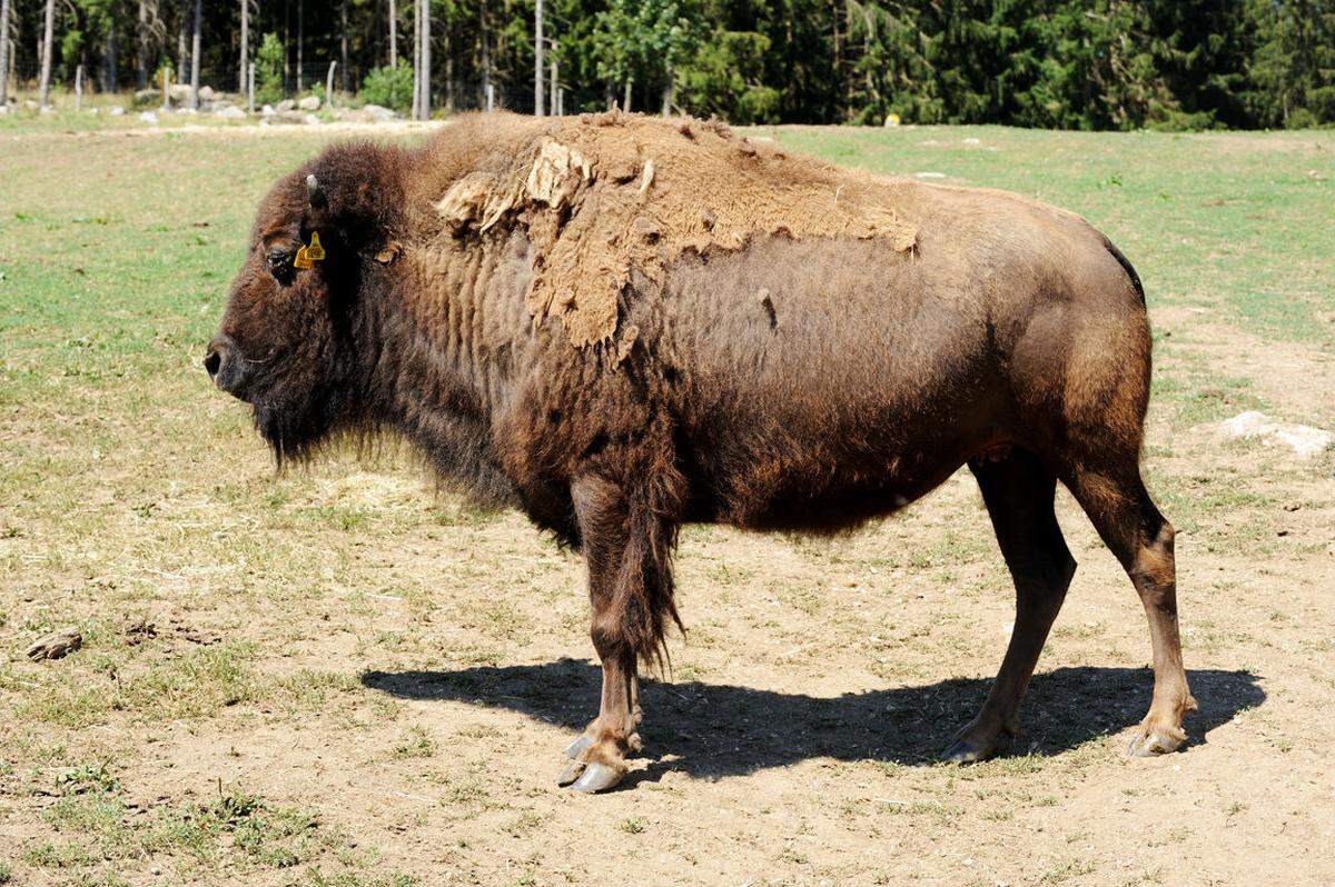 „Der Bison hat überhaupt keinen Stress bei der Schlachtung. Ihn haut es auf der Weide plötzlich um. Das ist auch wichtig für die Fleischqualität.“www.bison-ranch.at