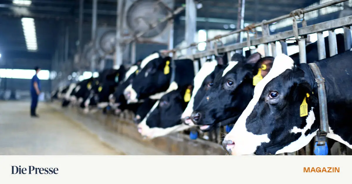 China-zahlt-einen-hohen-Preis-f-r-die-Ern-hrung-seiner-Bev-lkerung-premium-