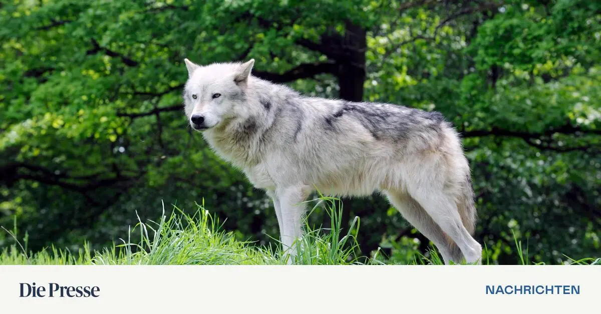Wolf-in-sterreich-nicht-in-einem-g-nstigen-Erhaltungszustand-