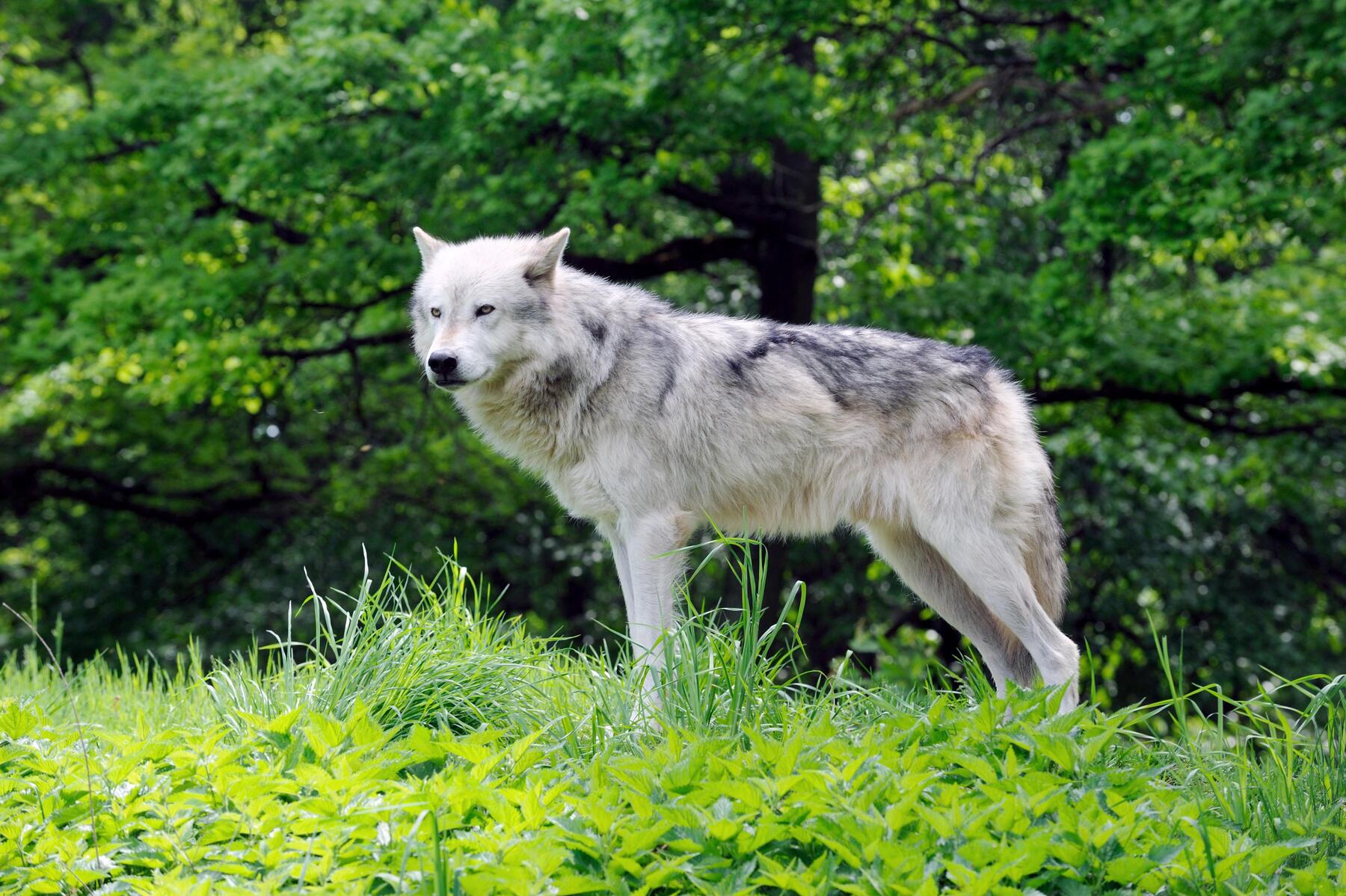 Wolf in Österreich „nicht in einem günstigen Erhaltungszustand“