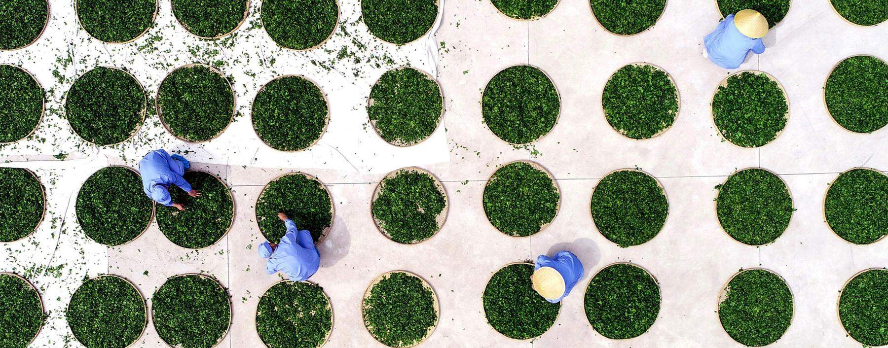 Chinesische Arbeiter in einer Anlage zur Trocknung von Gingkoblättern für die Teeproduktion: Nicht jede Form der Arbeit soll gerettet werden, sondern vielmehr das, was an Arbeit wertvoll ist und für sozialen Zusammenhalt sorgen kann.