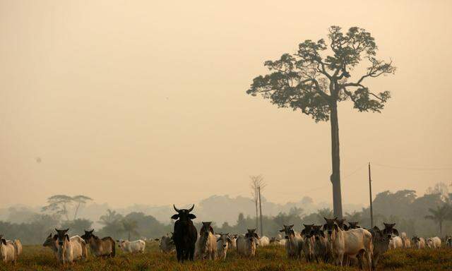 Mittlerweile sorgen sich auch die brasilianischen Landwirte um ihr Exportgeschäft mit Rindfleisch 