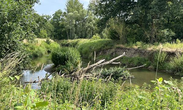 Das „Nature Restauration Law“ sieht vor, dass künftig mehr Wälder aufgeforstet, Moore wiedervernässt und Flüsse in ihren natürlichen Zustand versetzt werden.