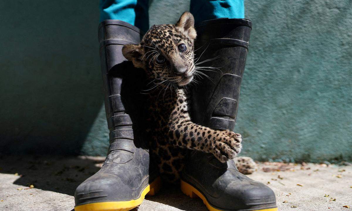 29. Juli. Ein Jaguarjunges ist zwischen den Beinen eines Zoowärters im Zoo in Havanna, Kuba, zu sehen.