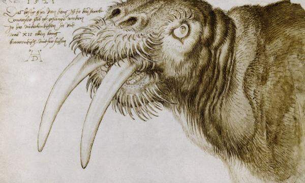 Kopf eines Walrosses: Albrecht Dürer, Feder, braune Tusche und Aquarell, 1521.