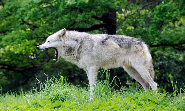 Einer der Wölfe, die sich im Wildpark Ernstbrunn im Weinviertel aus der Nähe beobachten lassen.