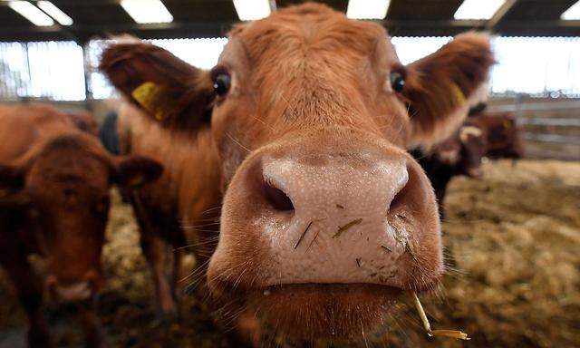 Methan- und Stickoxide aus der Landwirtschaft machen momentan zehn bis zwölf Prozent der von Menschen verursachten Treibhausgasemissionen aus.