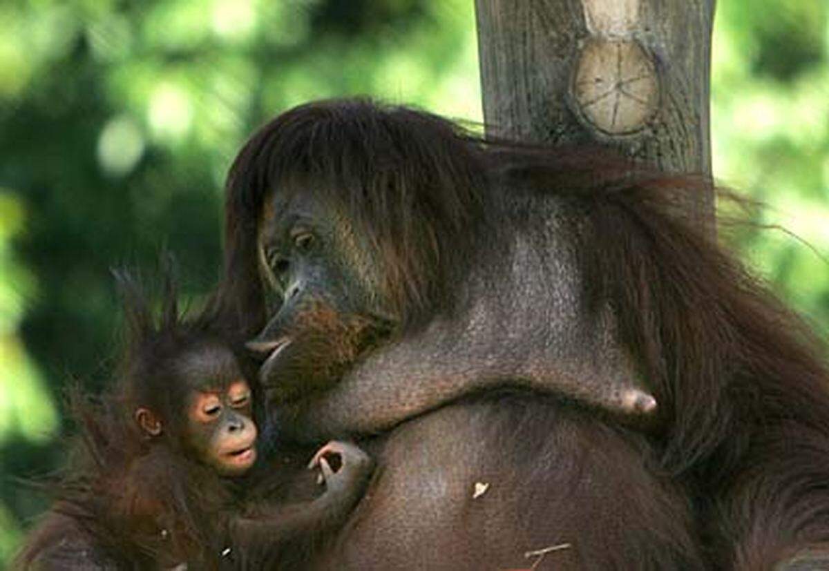 Orang-Utans (übersetzt "Waldmenschen") sind die einzigen großen Menschenaffen in Asien - vielleicht aber nicht mehr lang. Laut IUCN sind sie nämlich stark bedroht. Beide Unterarten der Orang-Utans sind bedroht. Es gibt nur noch etwa 7300 Sumatra-Orang-Utans und 55.000 Borneo-Orang-Utans.