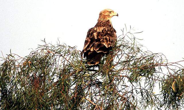 Feature-Kaiseradler