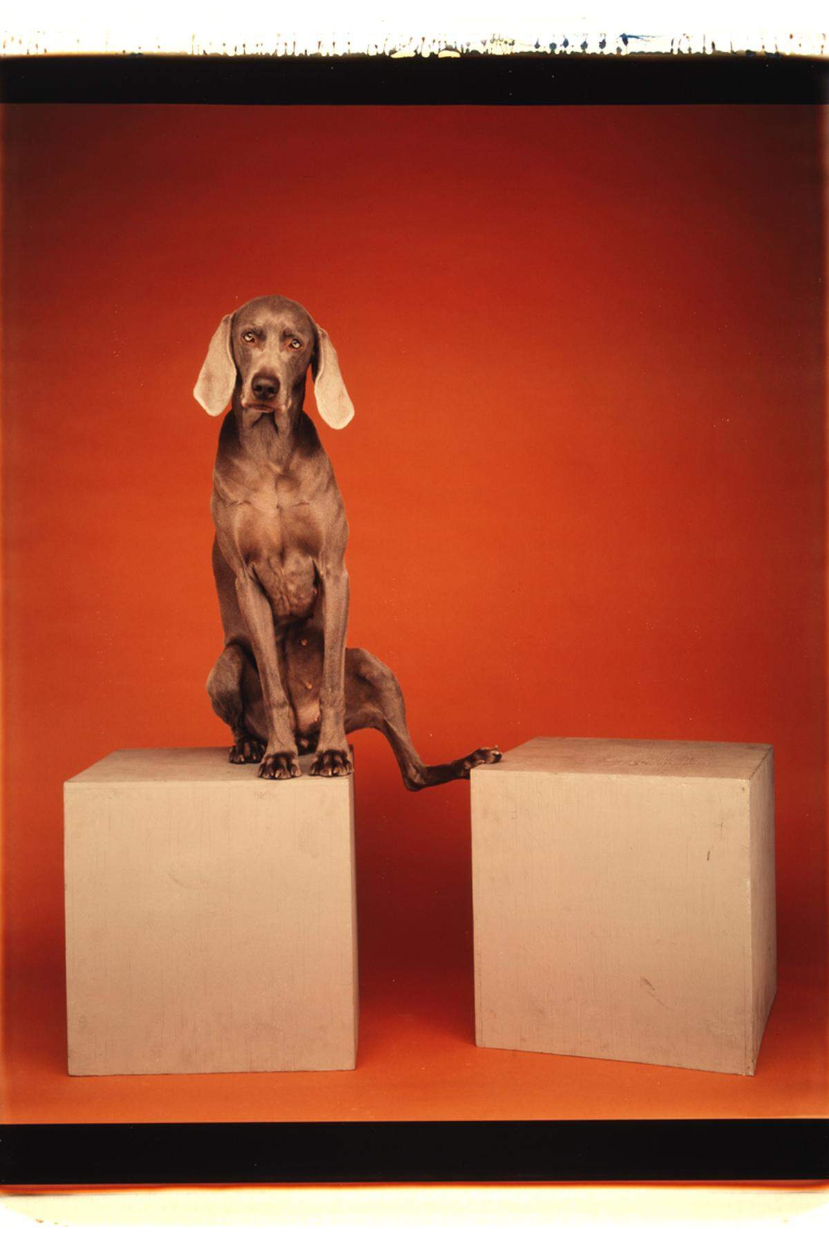 Auf dem Absprung oder zwischen zwei Stühlen? Die Weimaraner des Fotografen William Wegman haben es zu einiger Berühmtheit gebracht. Über 300 Bilder finden sich nun im Buch „Menschen wie wir“ (Schirmer/Mosel).