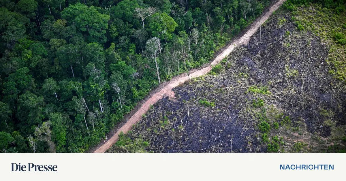 Hoffnung-f-r-gerodete-Regenwald-Fl-chen