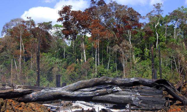 Brandrodung im Amazonas und andere Zerstörung der Wälder müssen in deutlich höherem Tempo abnehmen als bisher.