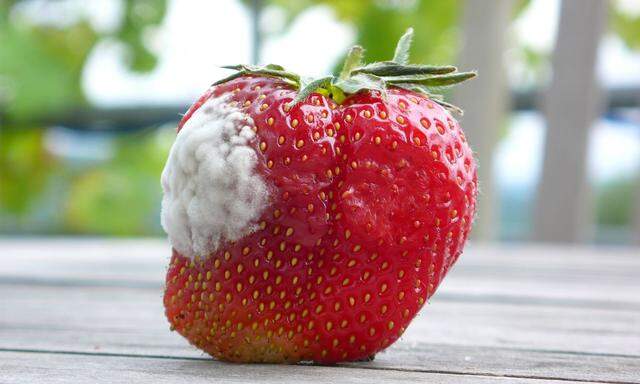 Ihre dünne Haut macht Erdbeeren besonders empfindlich für Pilzsporen.