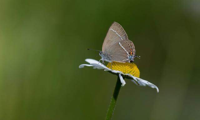 Schmetterlinge wie dieser Kreuzdorn-Zipfelfalter prägen artenreiche Wiesen.