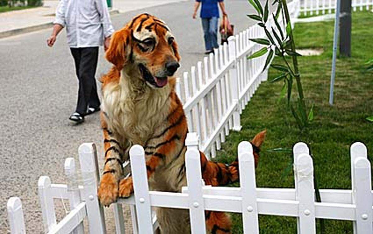 Bei den Sicherheitsmaßnahmen ist der falschen Tiger sind wesentlich billiger als ein echter.
