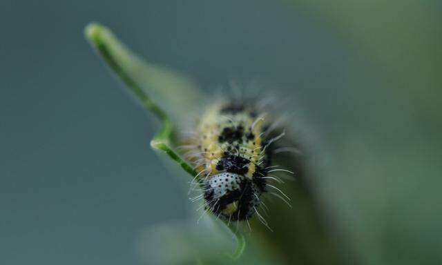 Die Passagen über Schädlinge und andere Gartenbewohner gehören zu den vergnüglichsten.