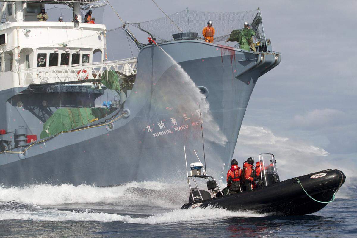 Die verlässlichste Waffe im Arsenal der Walfänger ist seit Jahren der Wasserwerfer: Mit Hochleistungspumpen schießen sie einen Wasserstrahl gezielt auf größere und kleinere Boote der "Sea Shepherd".