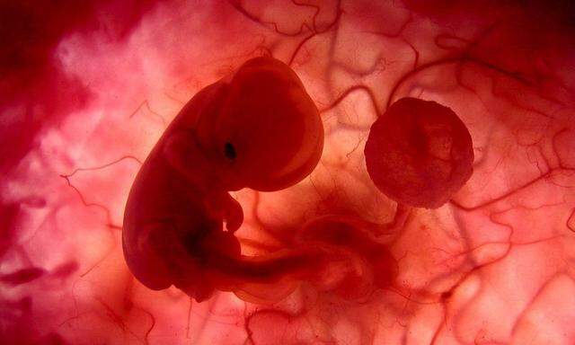 SPAIN NATIONAL GEOGRAPHIC CHANNEL ´IN THE WOMB´