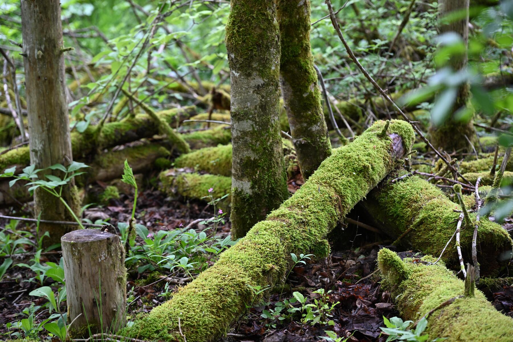 Eine gute Zukunft braucht Renaturierung [premium]