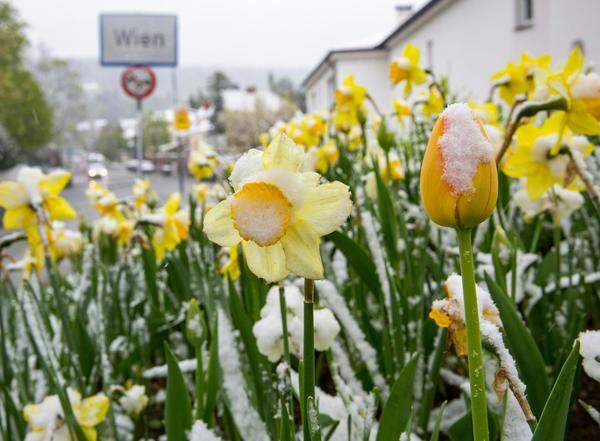 Mittwochvormittag (19. April) an der Höhenstraße im 19. Wiener Bezirk.&gt;&gt; Zum aktuellen Artikel