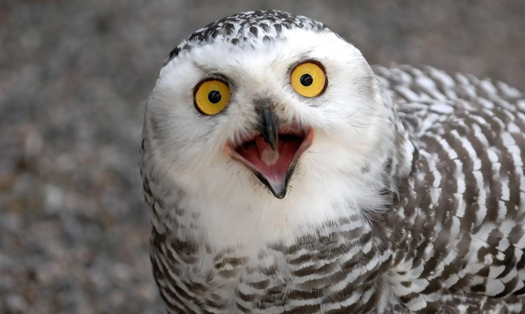 Collapsing bird numbers in North America prompt fears of ecological crisis – research Collapsing bird numbers in North America prompt fears of ecological crisis – research