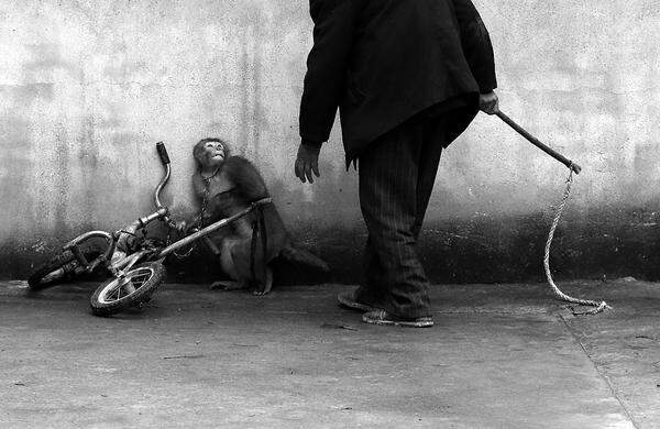 Yongzhi Chu, ChinaEin Affe, der in Suzhou, China für den Zirkus trainiert wird.