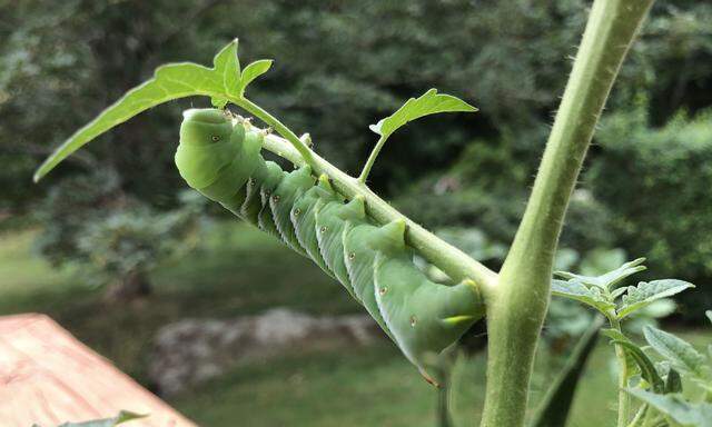 Hornwurm des Tabakschwärmers auf einer Tomatenpflanze. Hier hilft vor allem abklauben.