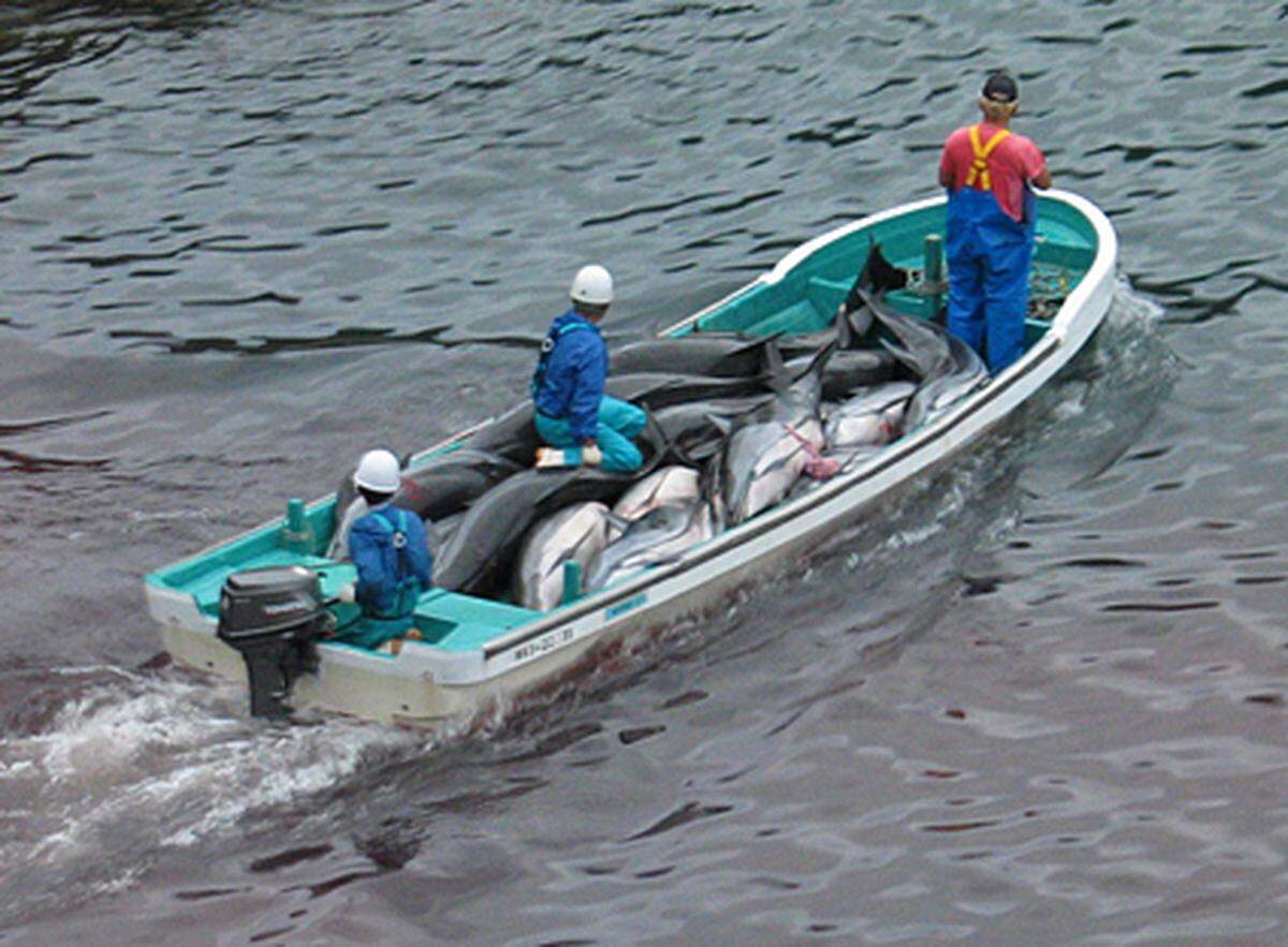 Insgesamt werden in Taiji sowie in anderen Orten und vor der Küste des Landes jährlich bis zu 15.000 Delfine und Kleinwale gefangen und getötet. Zwar ist von der japanischen Politik trotz weltweiter öffentlicher Proteste kein Einlenken zu erwarten. In der Bevölkerung sehen Tierschützer aber Anzeichen für einen Bewusstseinswandel.