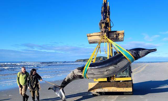 Ein Bahamonde-Schnabelwal am Strand in Otago, Neuseeland. 