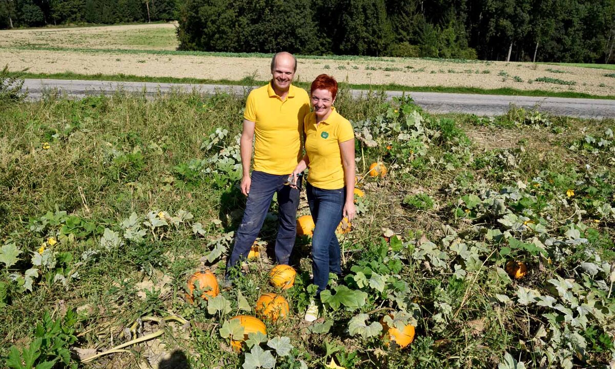 Raimund und Karin Metz sind derzeit mit der Ernte beschäftigt. Die Speisekürbisse werden händisch mit einer Schere geerntet, nur bei den Ölkürbissen kommt ein Traktor zum Einsatz. Die Maschine pickt sich gleich vor Ort die Kerne heraus und lässt das Fruchtfleisch am Feld als Dünger zurück.