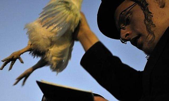 Zu Yom Kippur werden in Israel traditionell weiße Hühner geschlachtet
