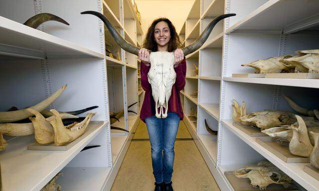 „Anfangs musste ich im Museum lernen, die vielen Tierknochen und ihre Fragmente zu bestimmen“, erzählt Konstantina Saliari.