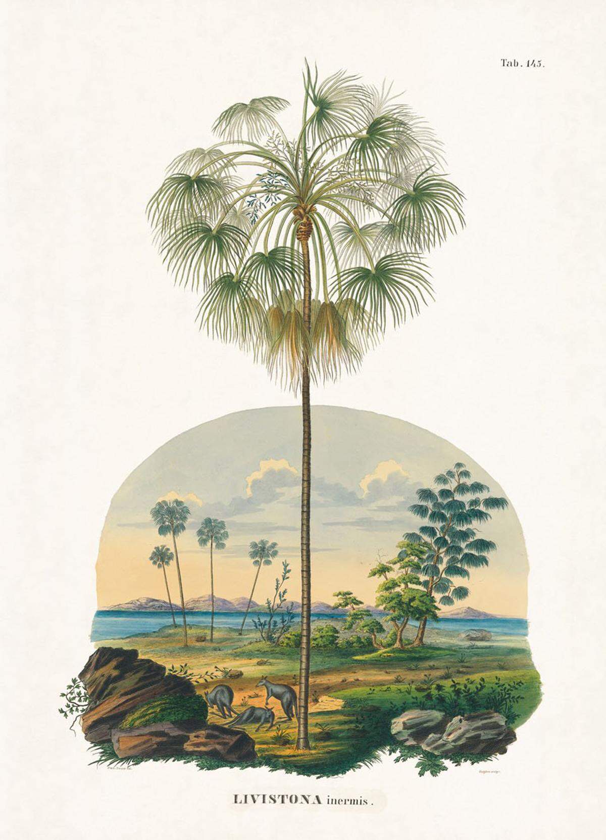 Er legte damit die Grundlage für die moderne Systematik der Palmen.