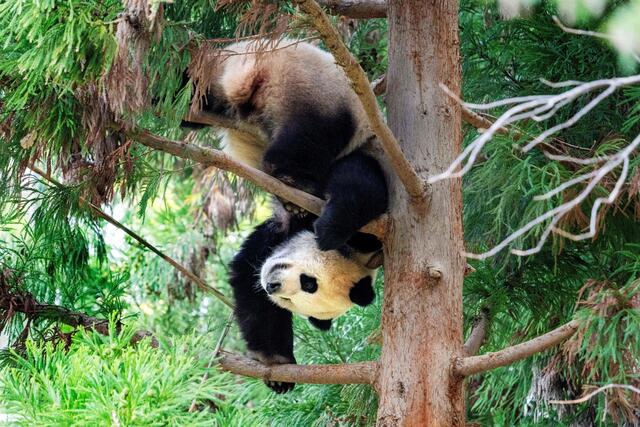 Hat die Panda-Diplomatie nun doch eine Chance? – DiePresse.com